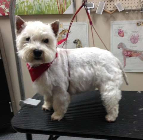 Little Wiggles Dog Grooming Little Wiggles Dog Grooming